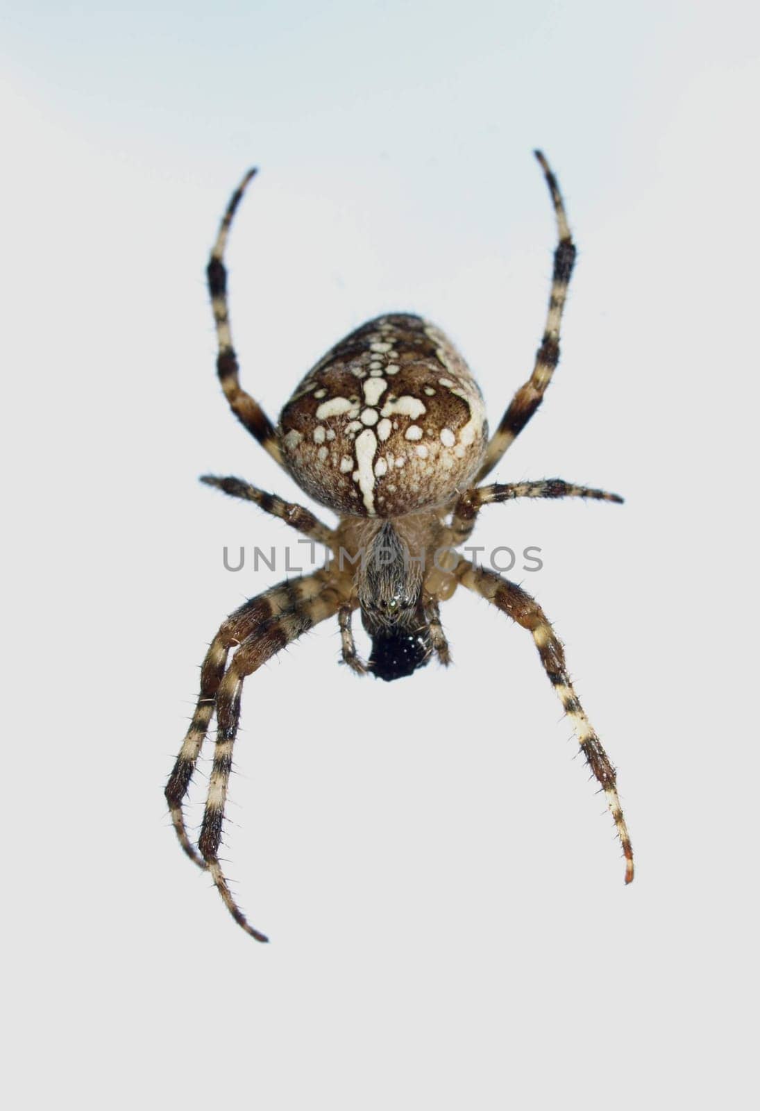 European Cross Spider
