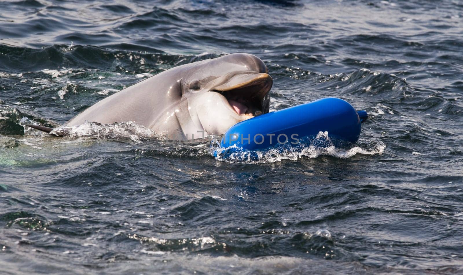 Bottlenose dolphin or Tursiops truncatus playing in the water