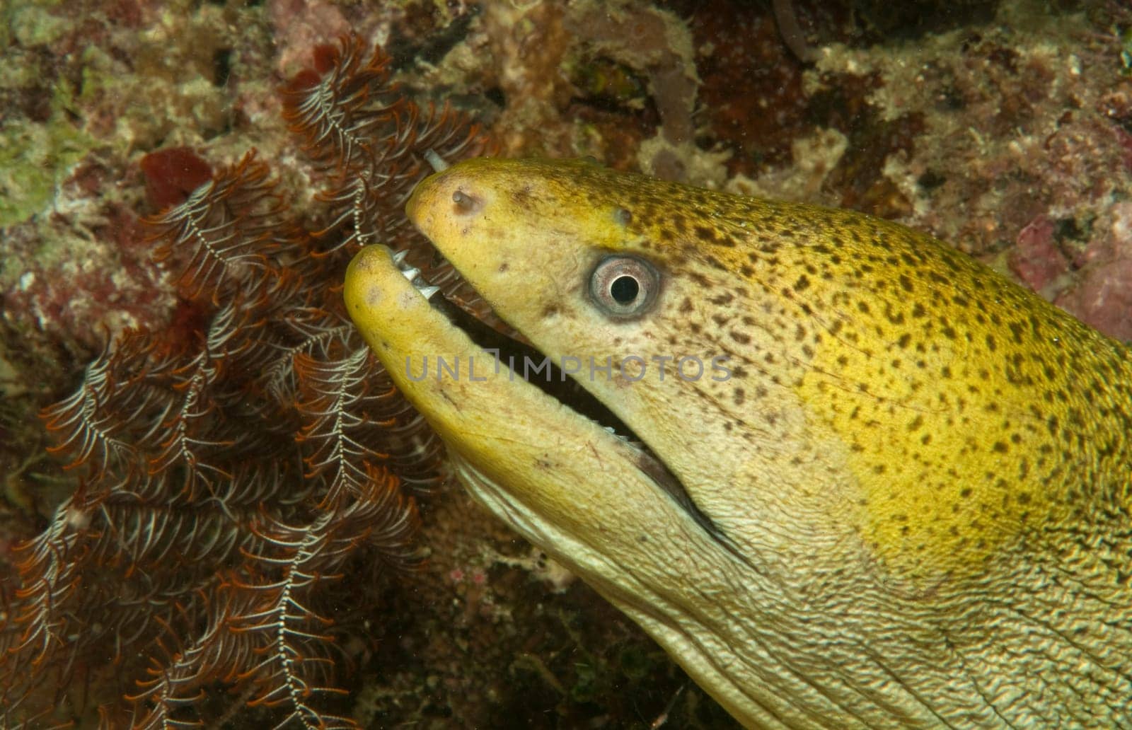 Moray eel in front of Haarstern