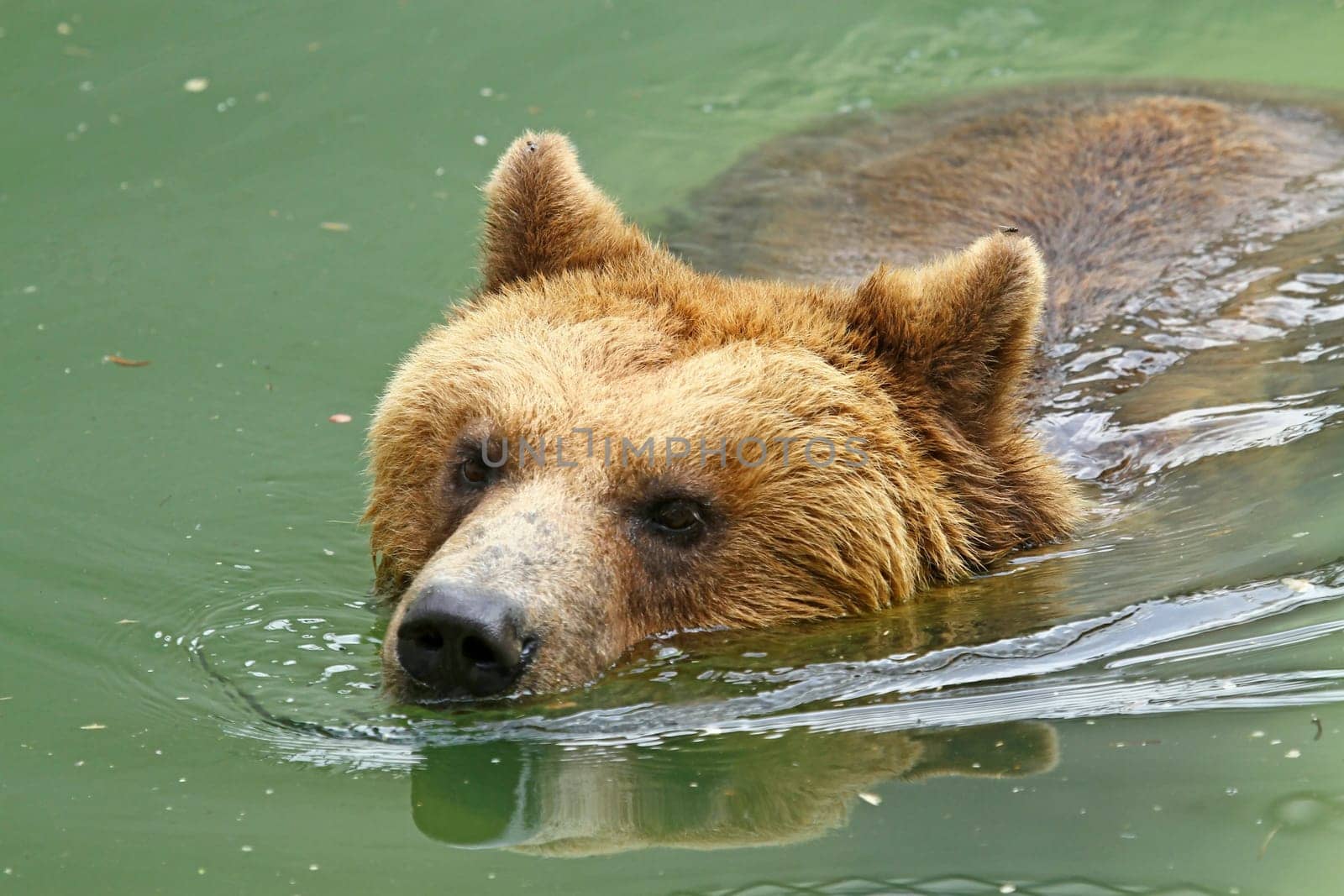 Bathing fun