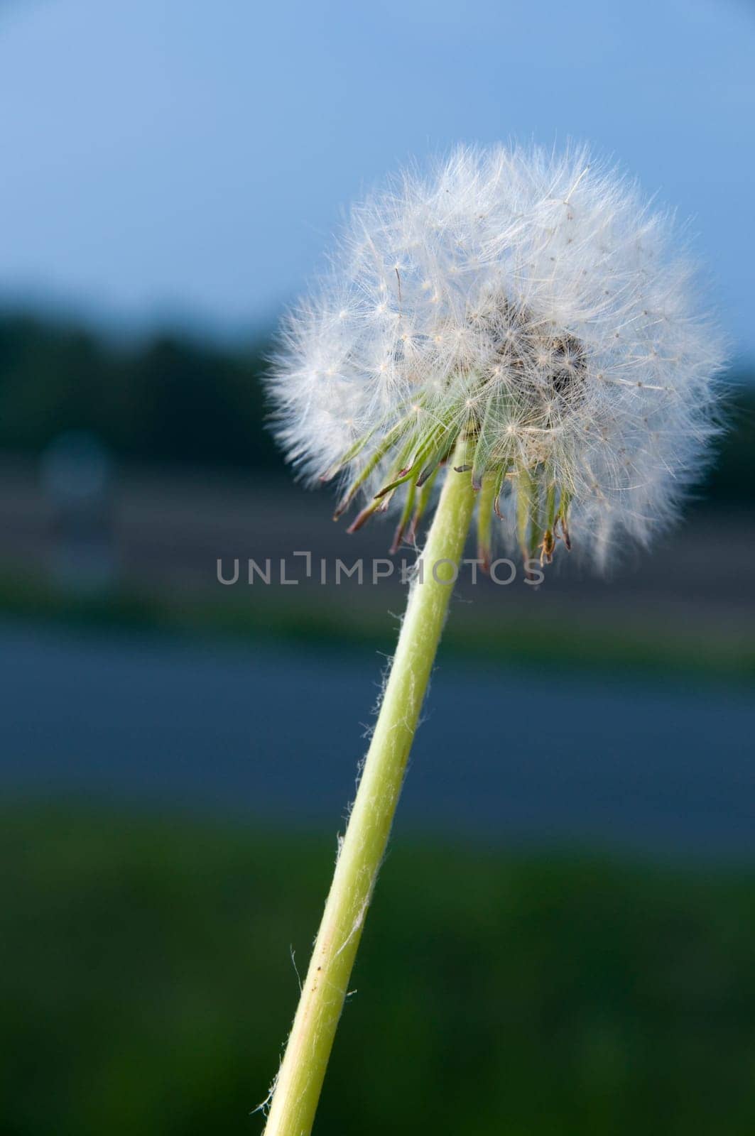 Single dandelion against natural background at dusk