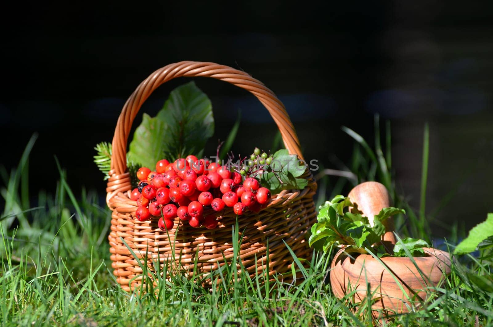 Basket and mortar in the forest with collecting herbs