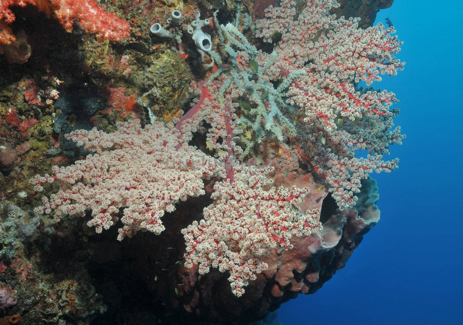 Typical steep wall with soft corals,sponges and corals