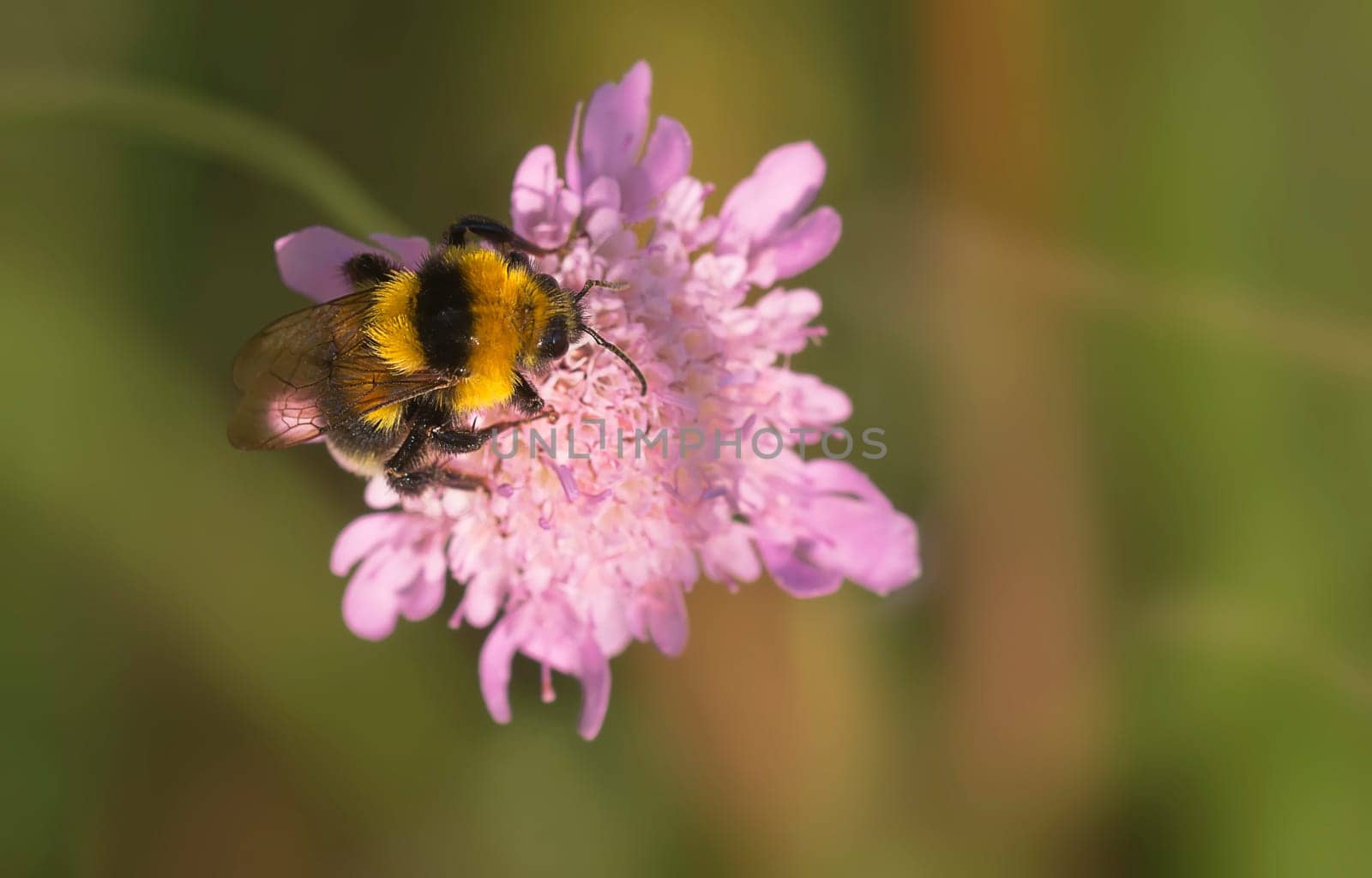 Bumblebee Bumblebee