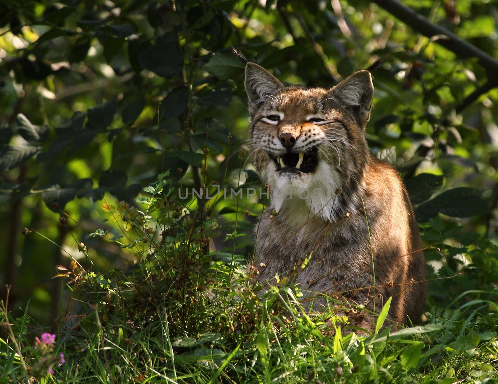 Lynx