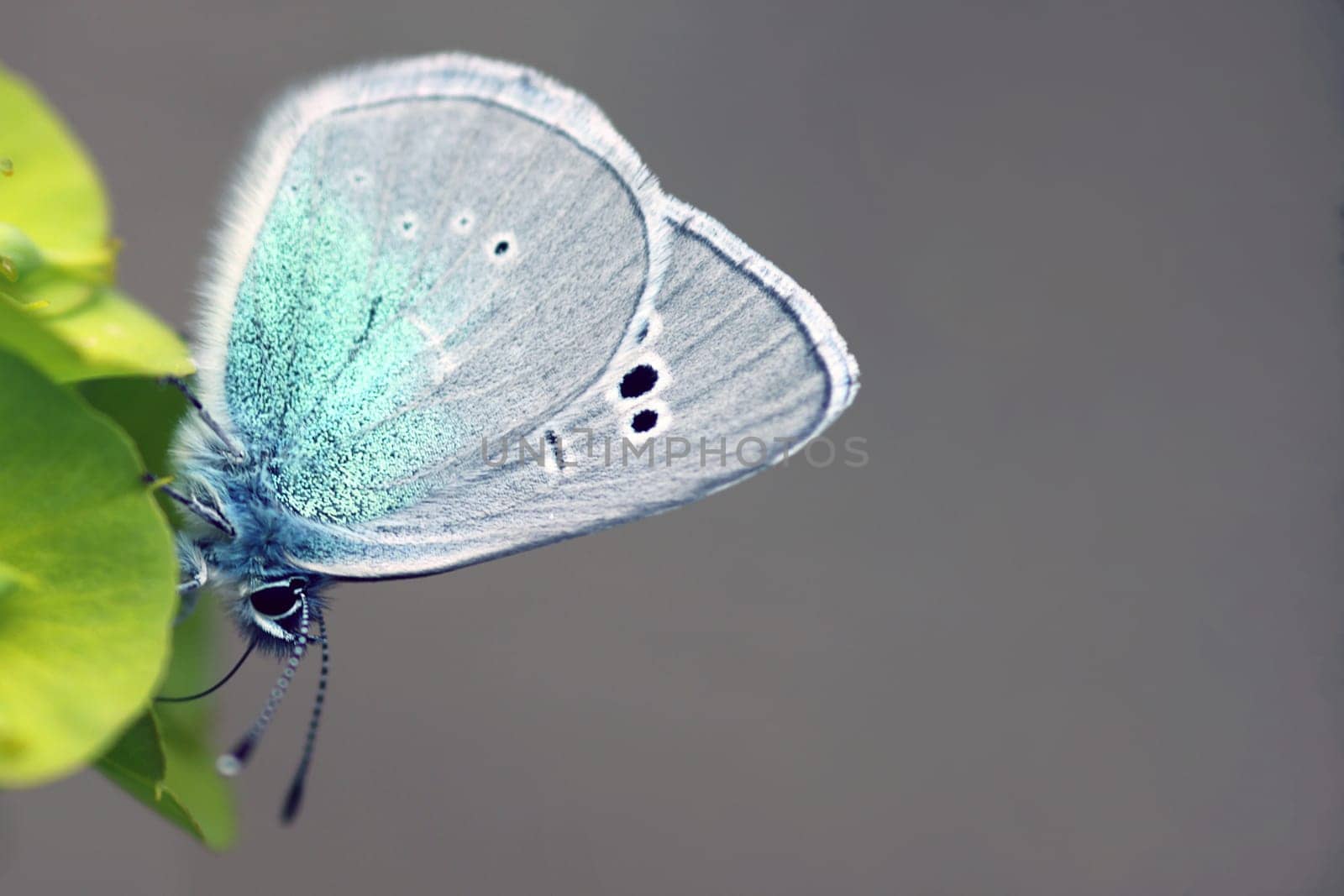 Sky blue sweet clover