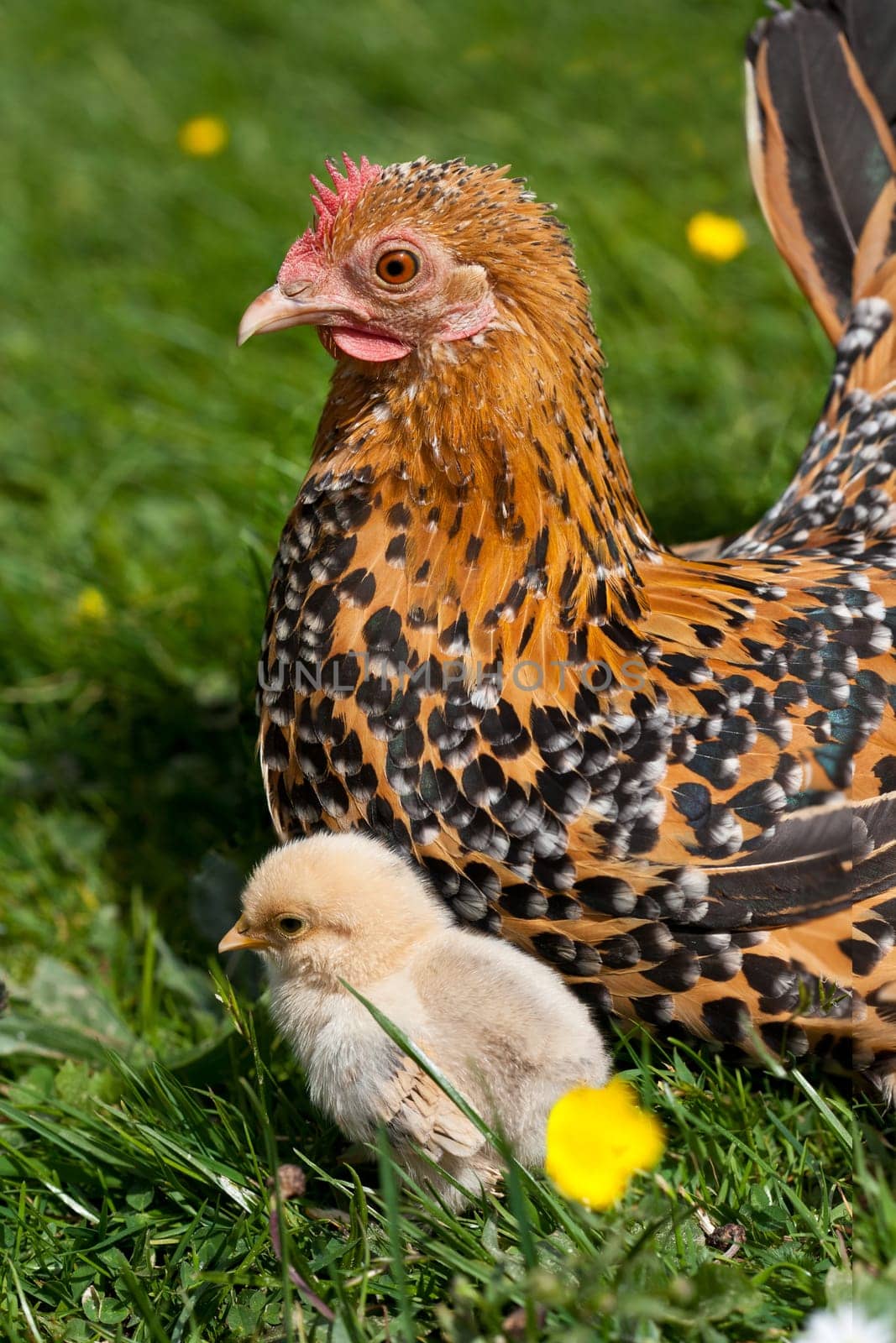 Hen with chicks ....