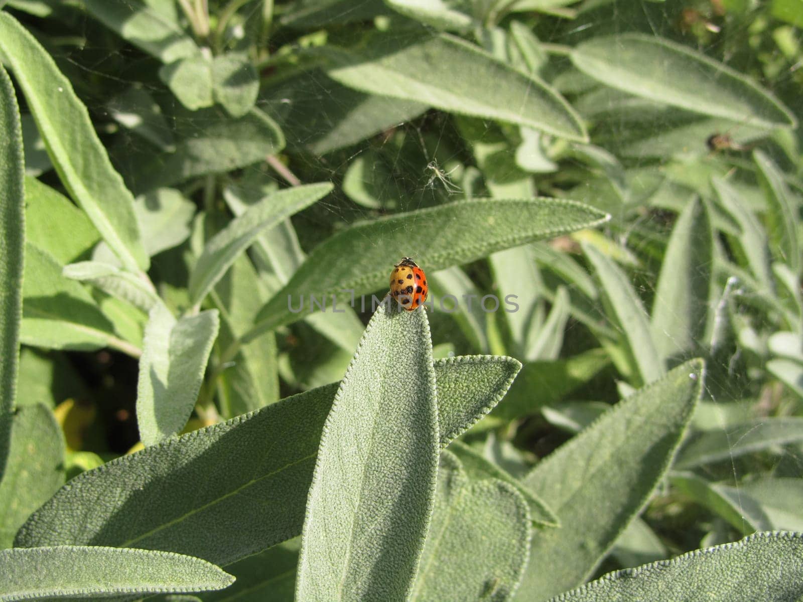 two-tone Asian ladybug on a sage leaf
