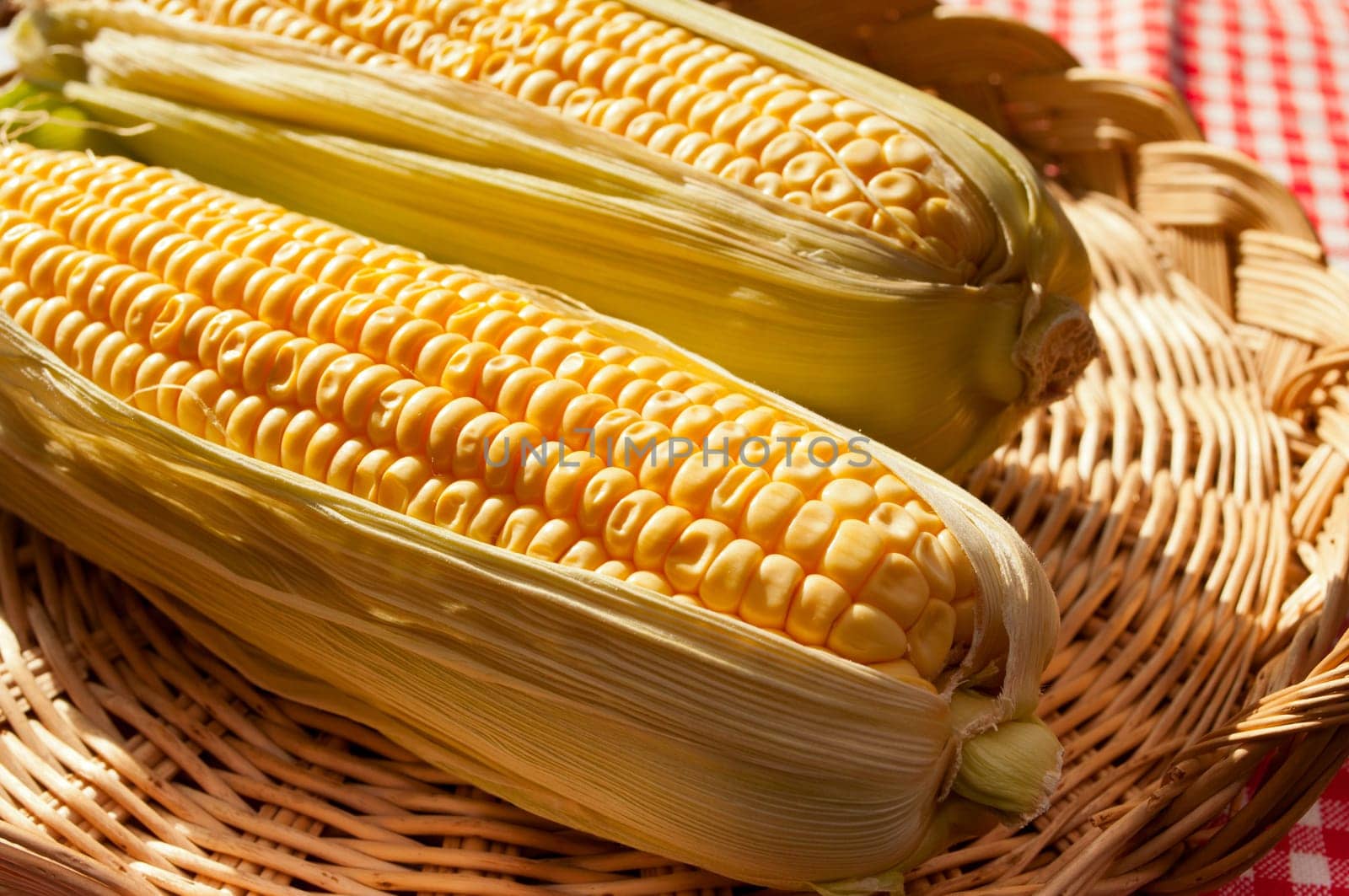 Detail of Corn Cobs in Basket on Red Gingham Tablecloth in Sunlight