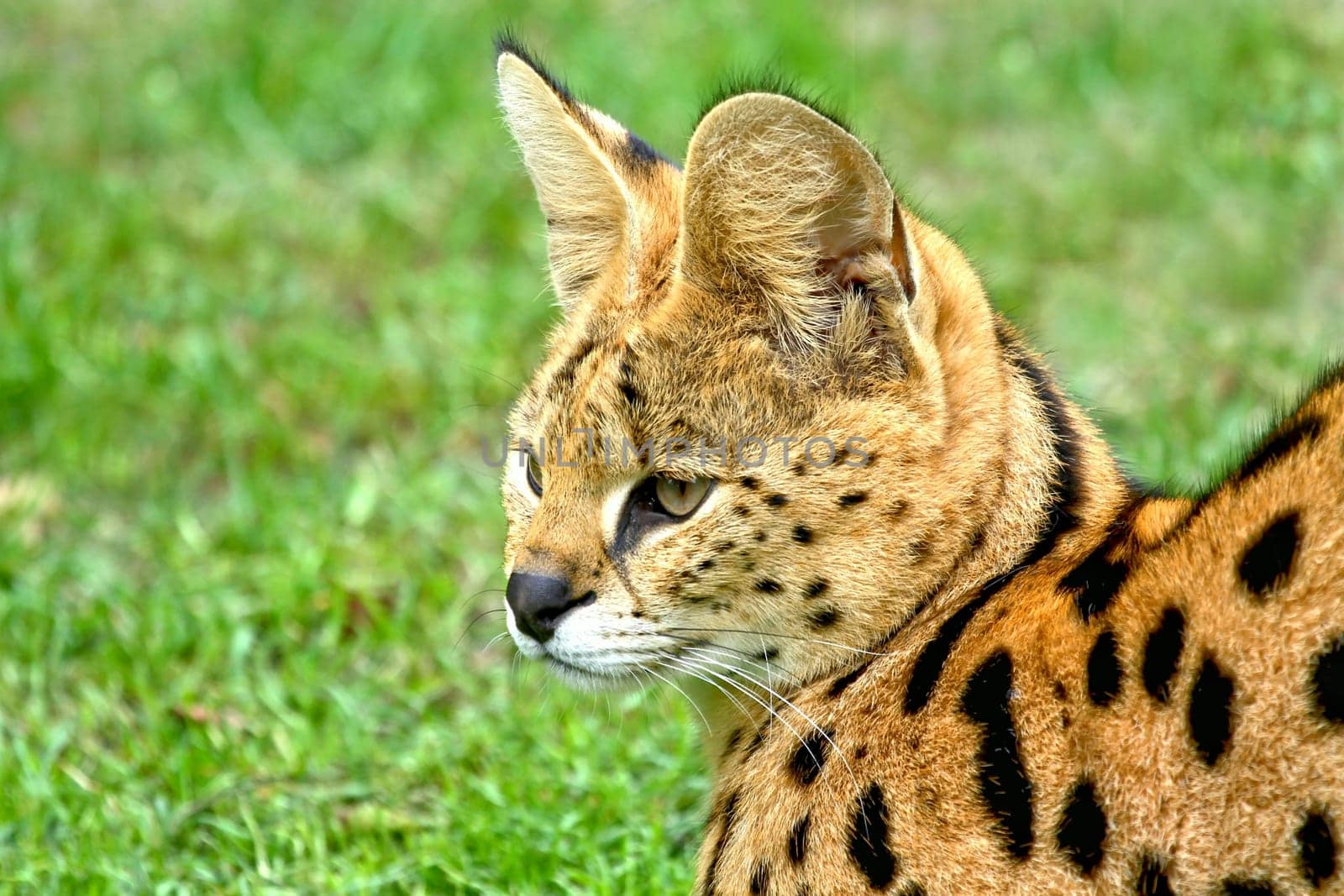 ServalPortrait
