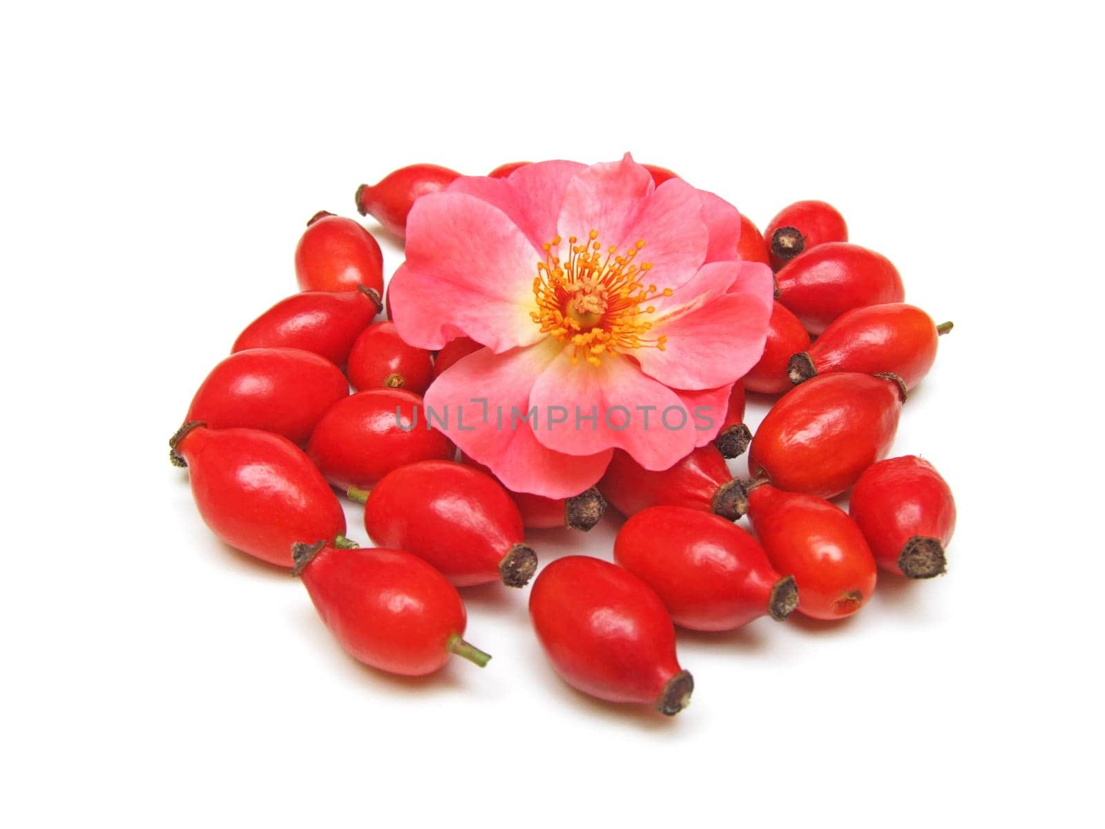Rosehips (rosa canina)