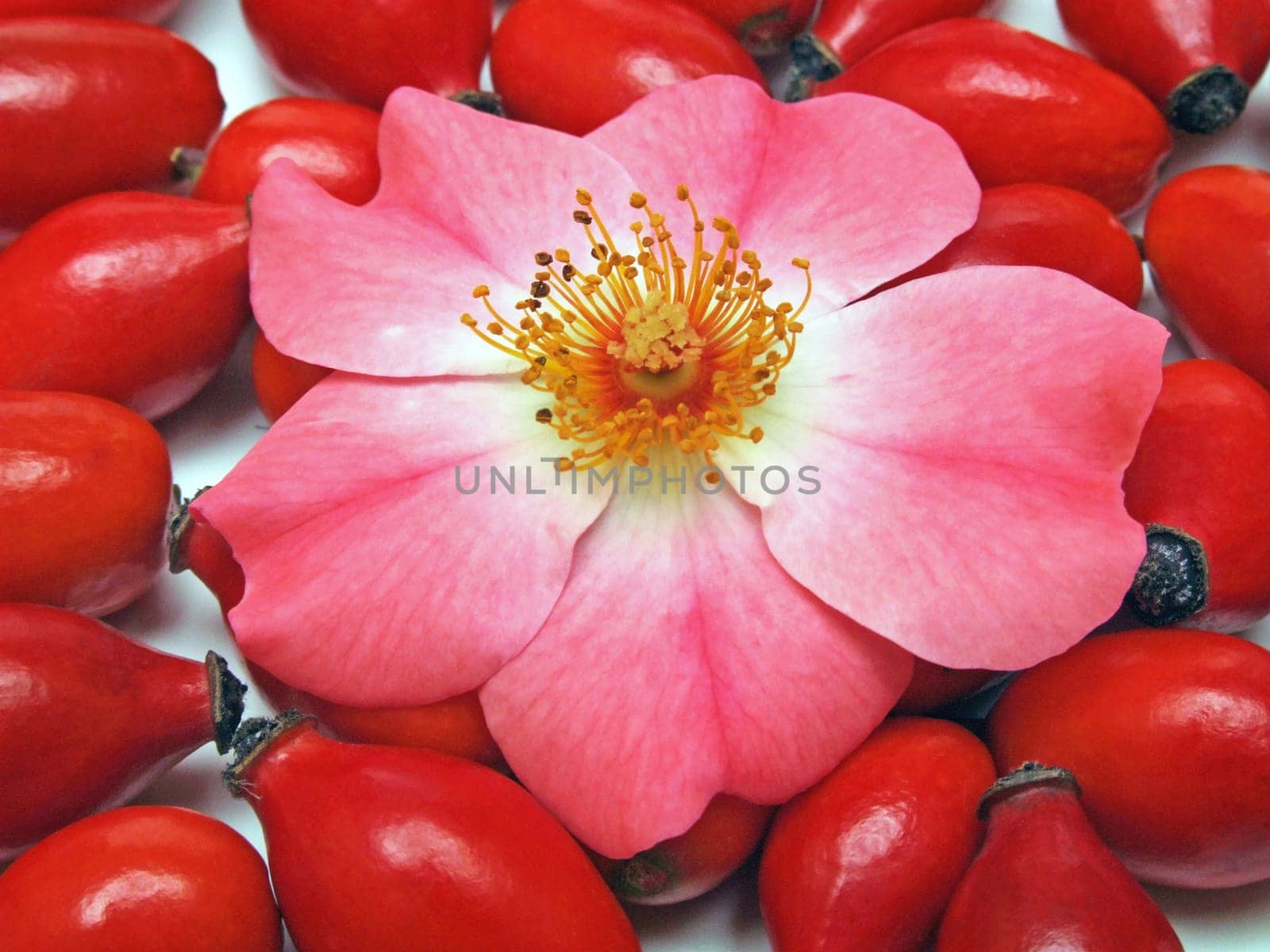 Rosehips (rosa canina)