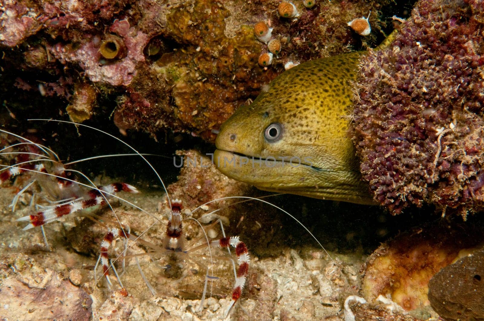 During a night dive,I met this moray eel with the claw shrimps. These free the moray eel from parasites. Recorded in Indonesia.