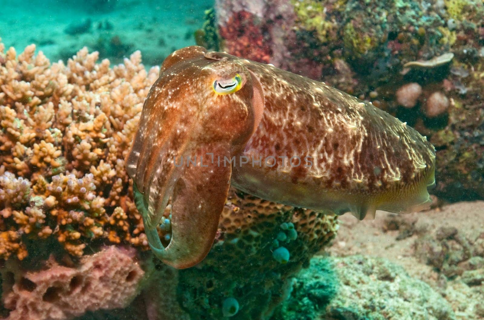 Cuttlefish in the coral reef