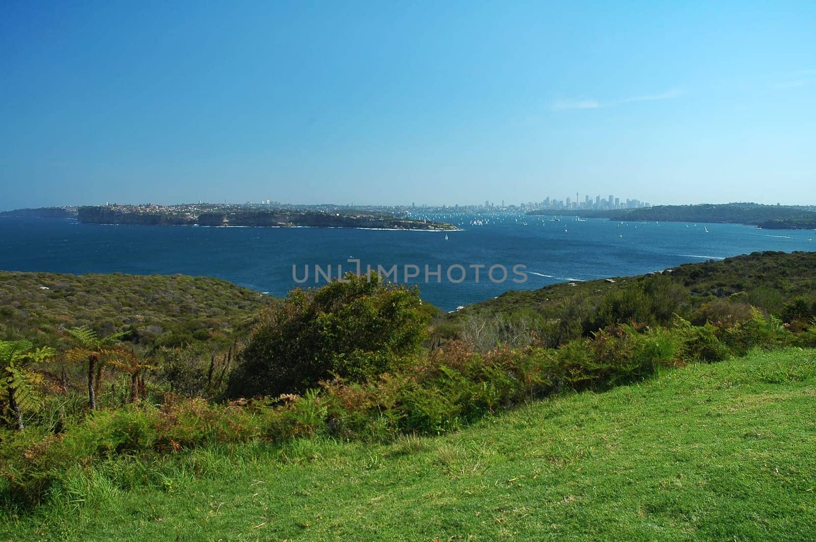 grass in foreground, water in the middle and Sydney panorama  in background