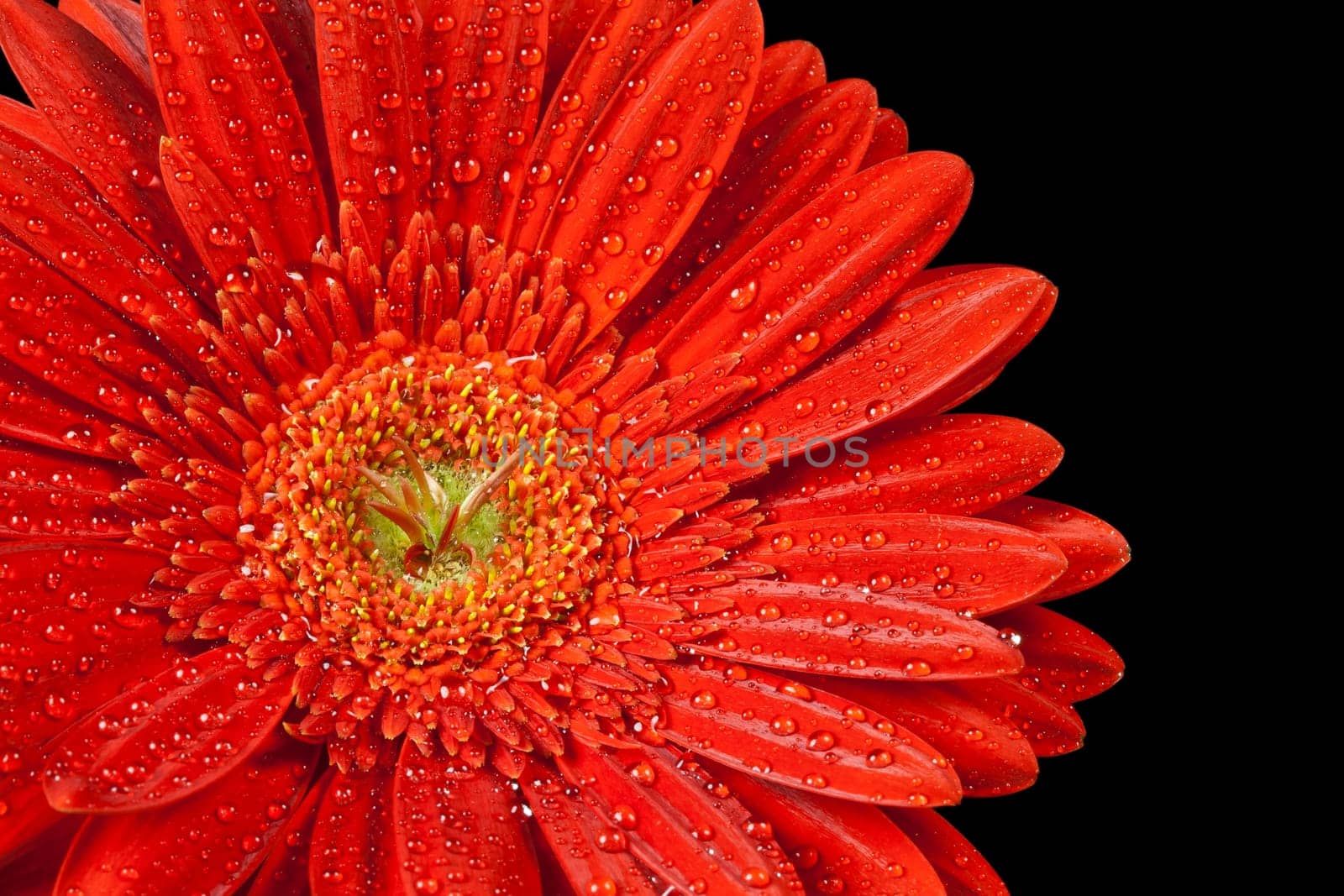 closeup red gerbera daisy with drops of water