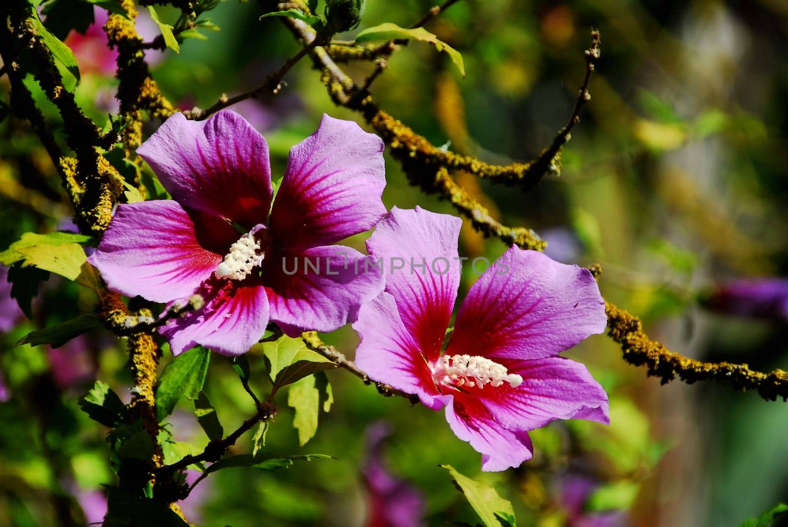 Beautiful hibiscus