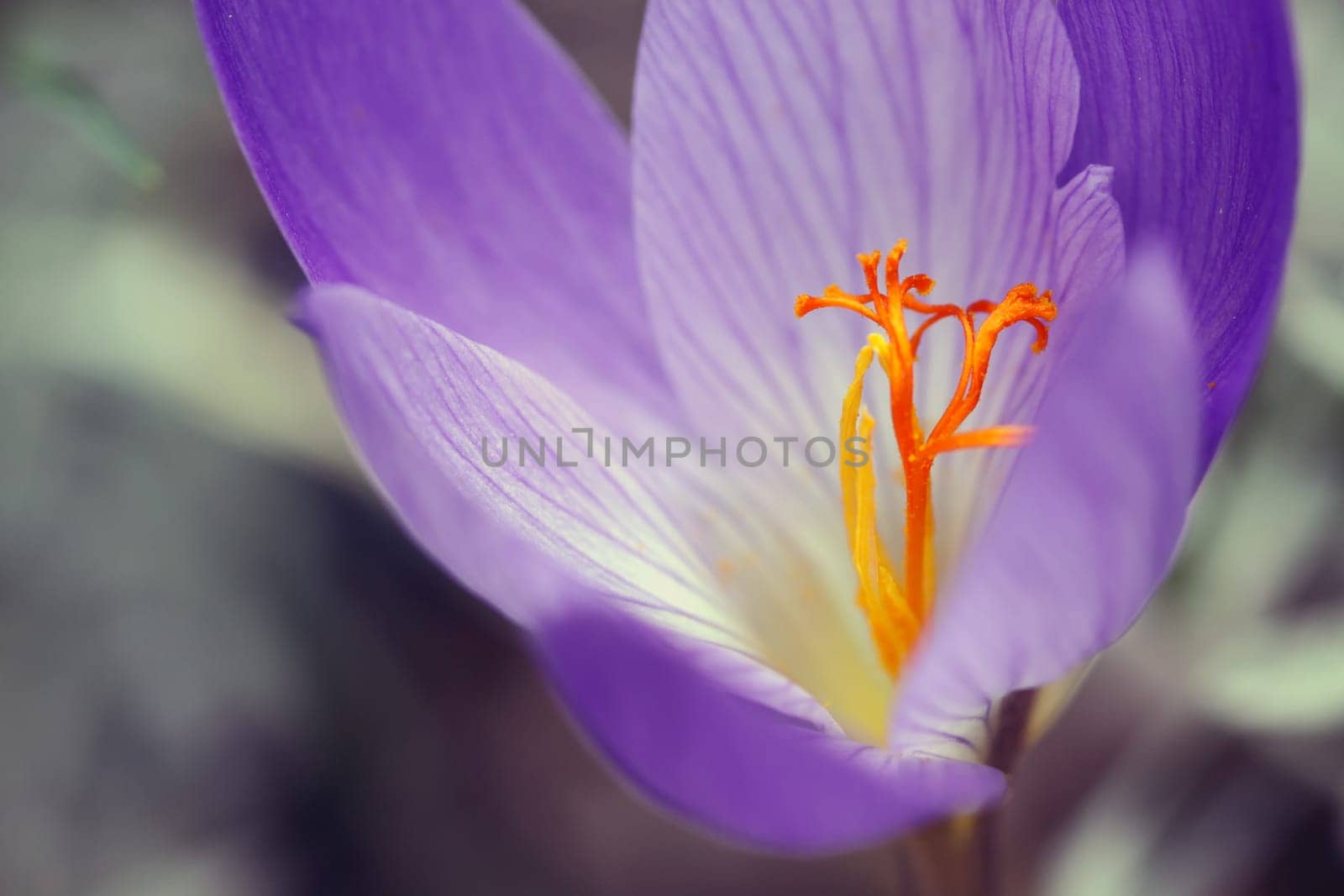 Autumn-flowering crocus Crocus speciosus Conqueror