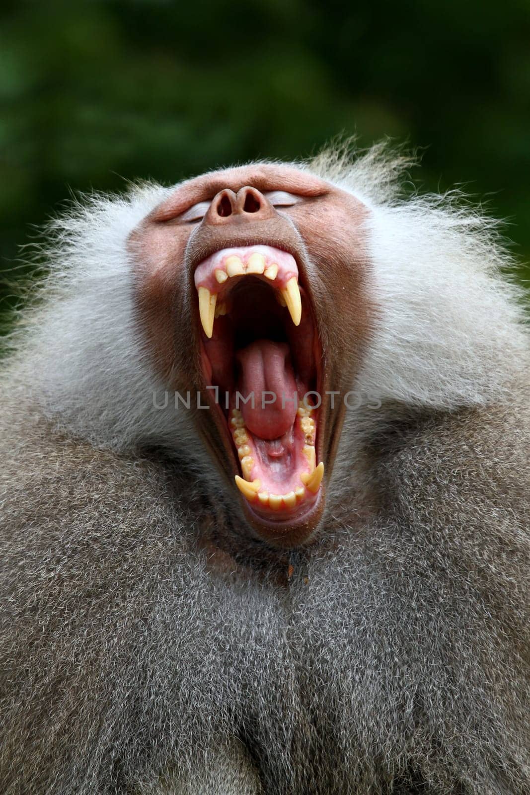 Show teeth