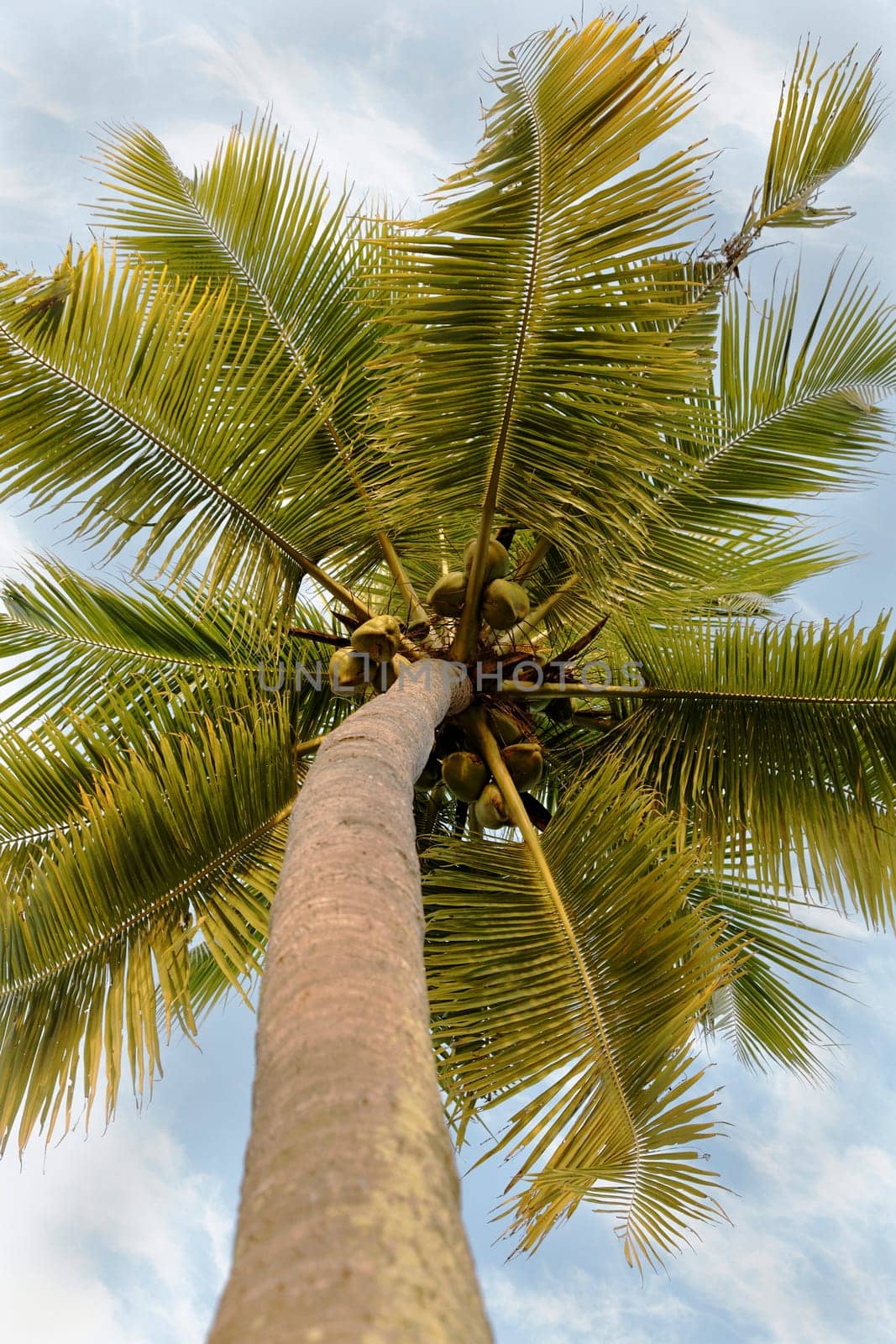 portrait of a tropical coconut tree with fresh drinkable coconuts, vertiacal portrait with crop margin