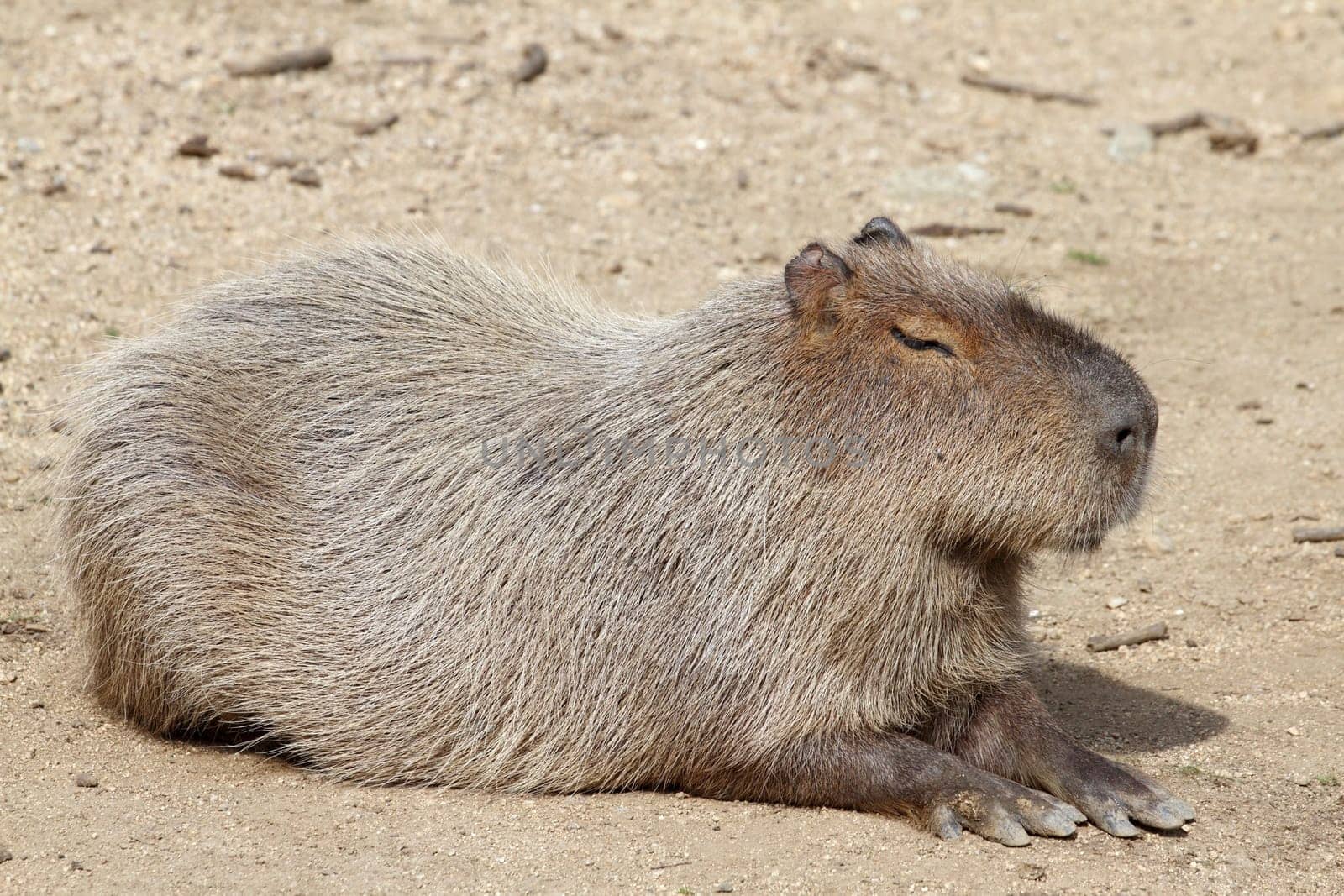 datails of a capybara in zoo
