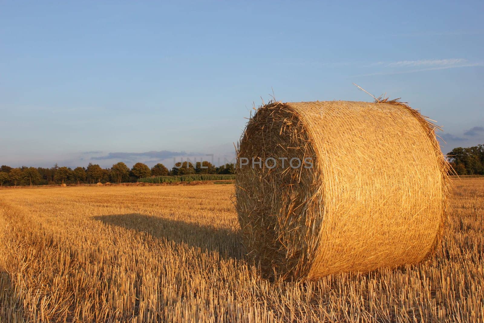 Round straw bales in the evening light