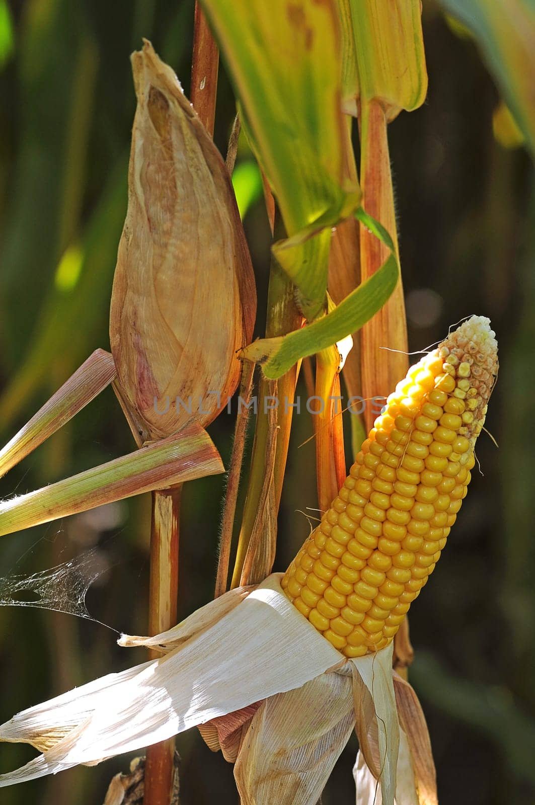 Corncob
