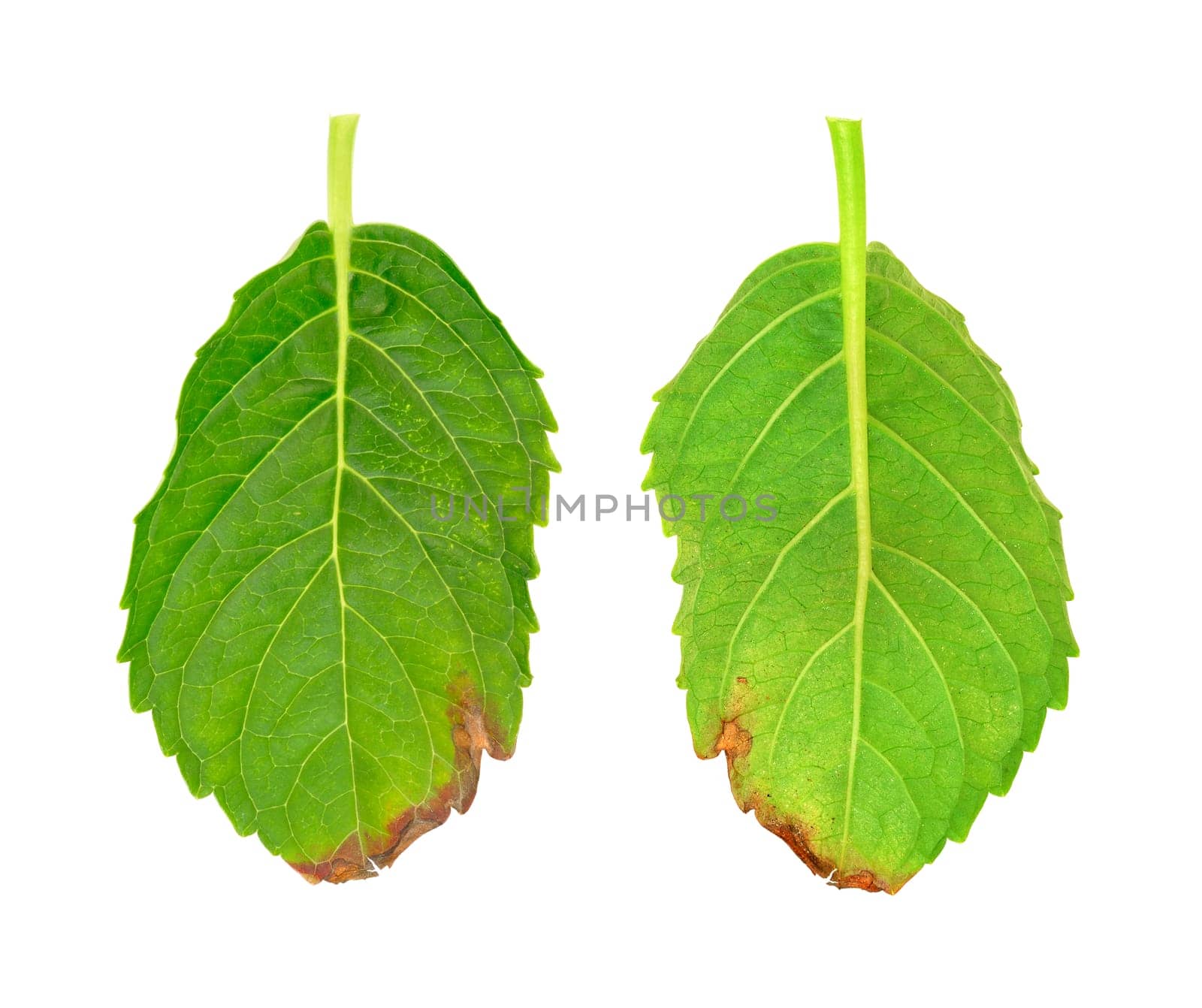 Diseased leaf of Hydrangea serrata Blue Bird - fungal attacked