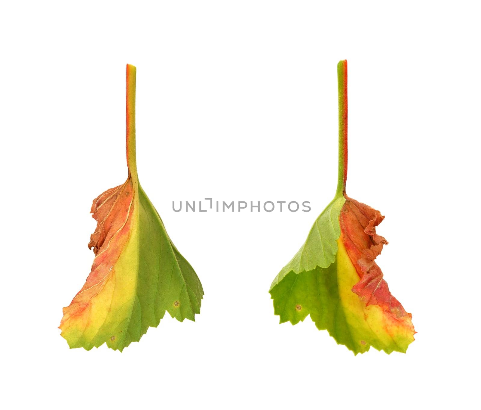 Diseased leaf of Pelargonium - fungal attack
