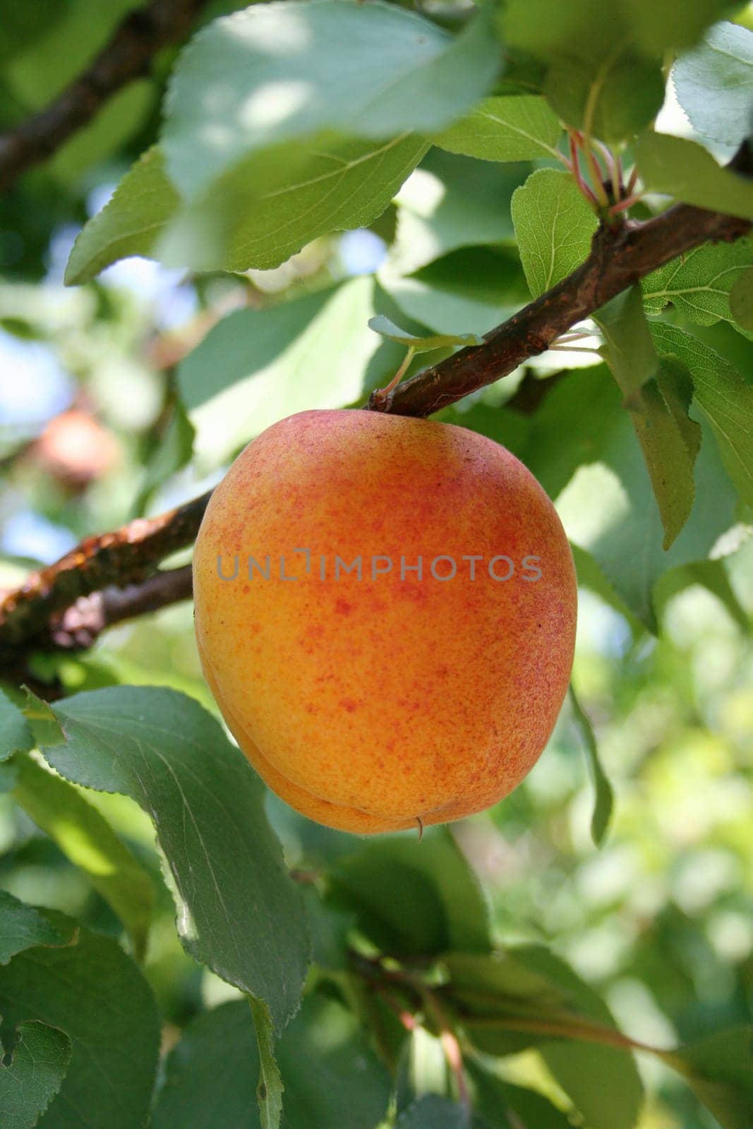 apricot