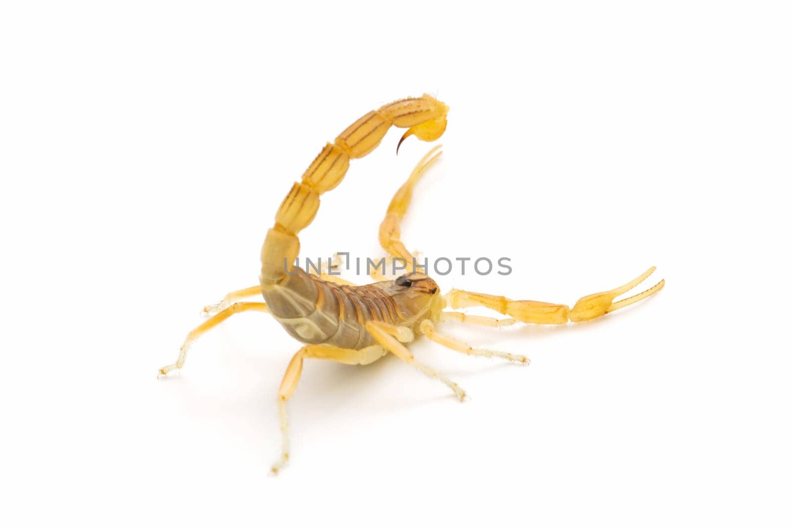 closeup of a wild scorpion on  white background