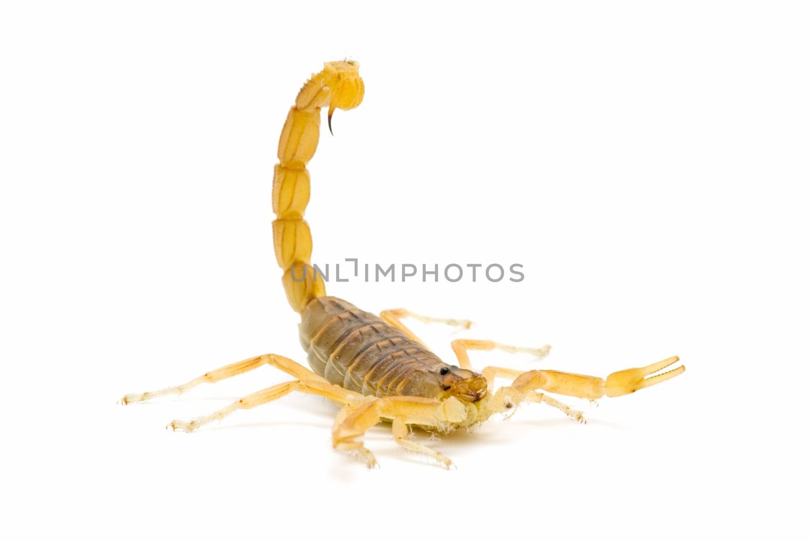 closeup of a wild scorpion on  white background