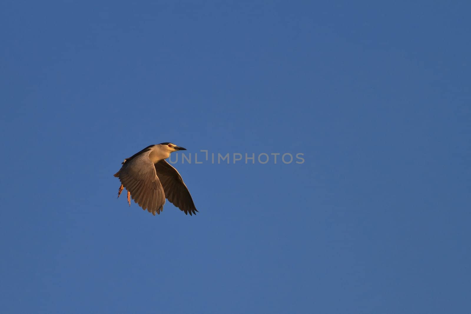 black crowned night heron (nycticorax nycticorax) in flight
