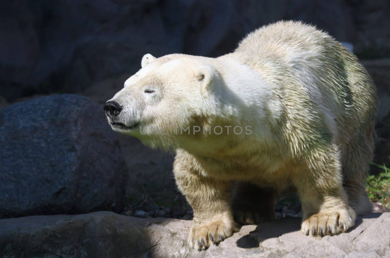 Polar bear