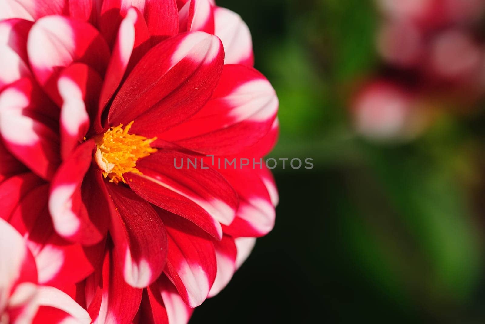 Dahlias