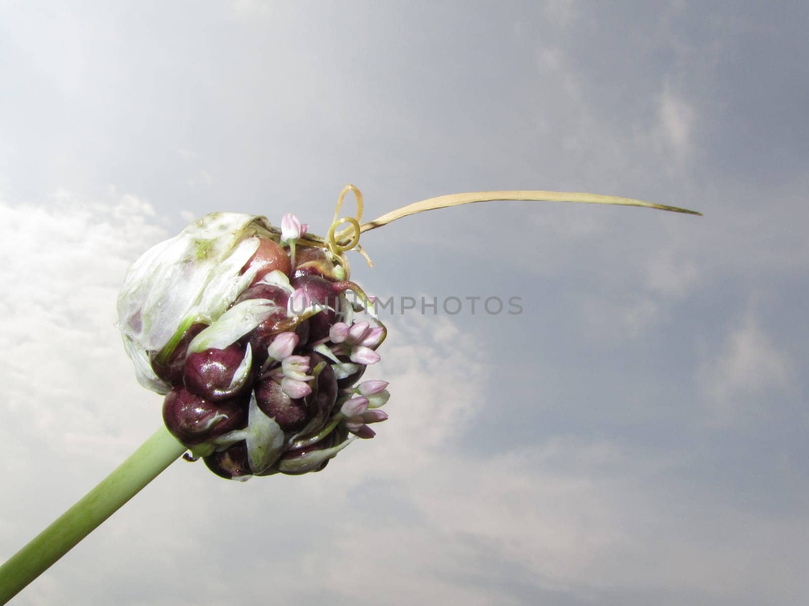 Garlic bulb - Allium sativum