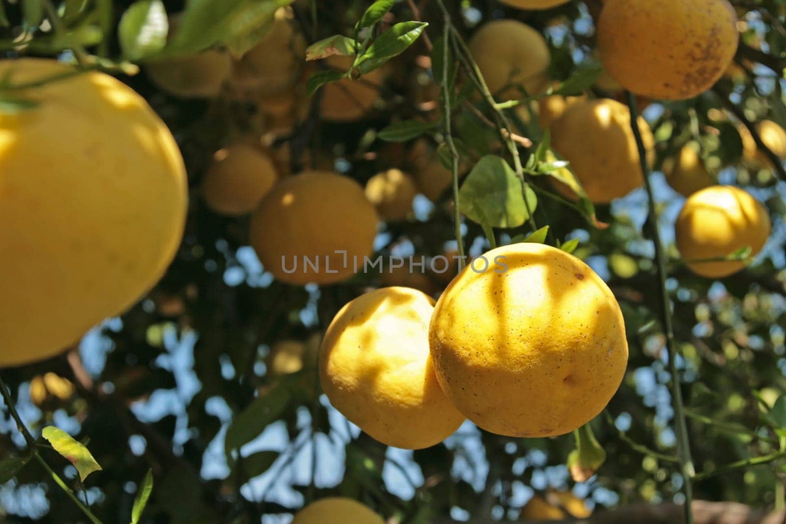Fruit
