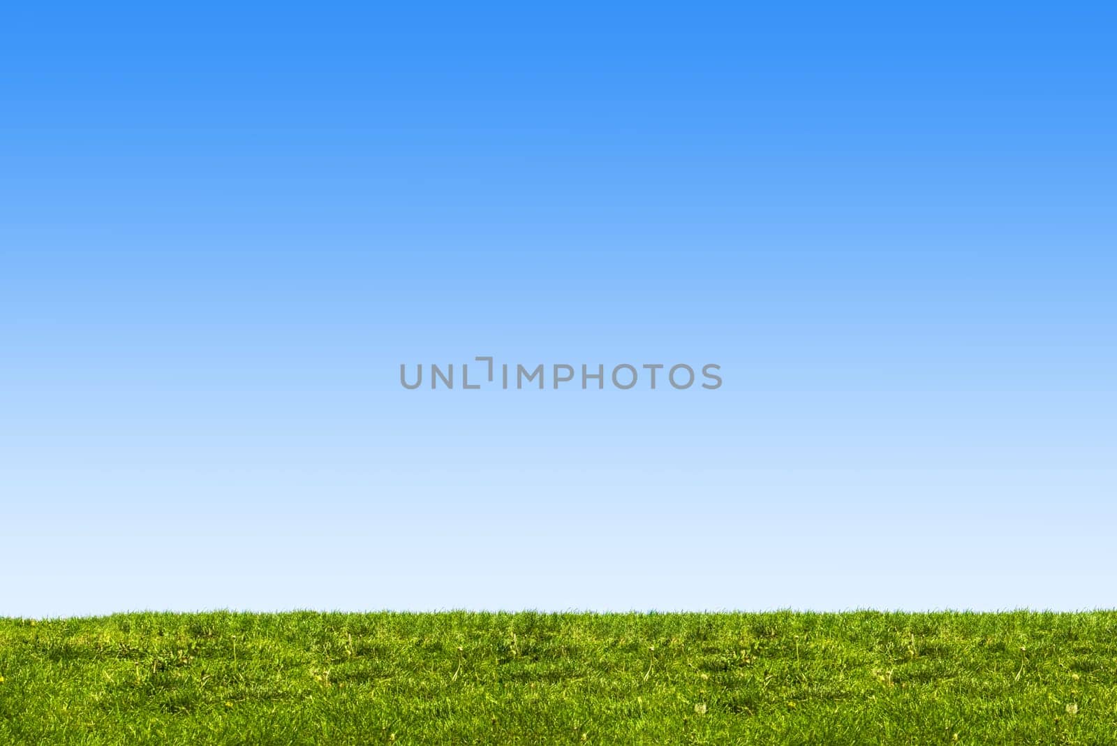blue sky and grass