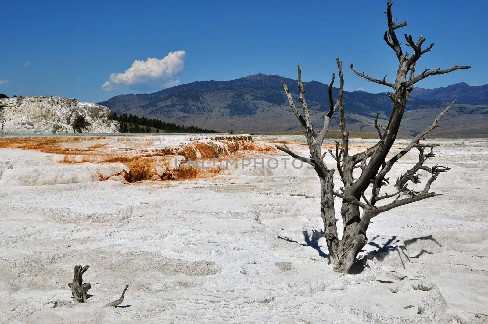 Dead tree in Yellowstone National Park,Wyoming,USA - Mammoth Hot Springs
