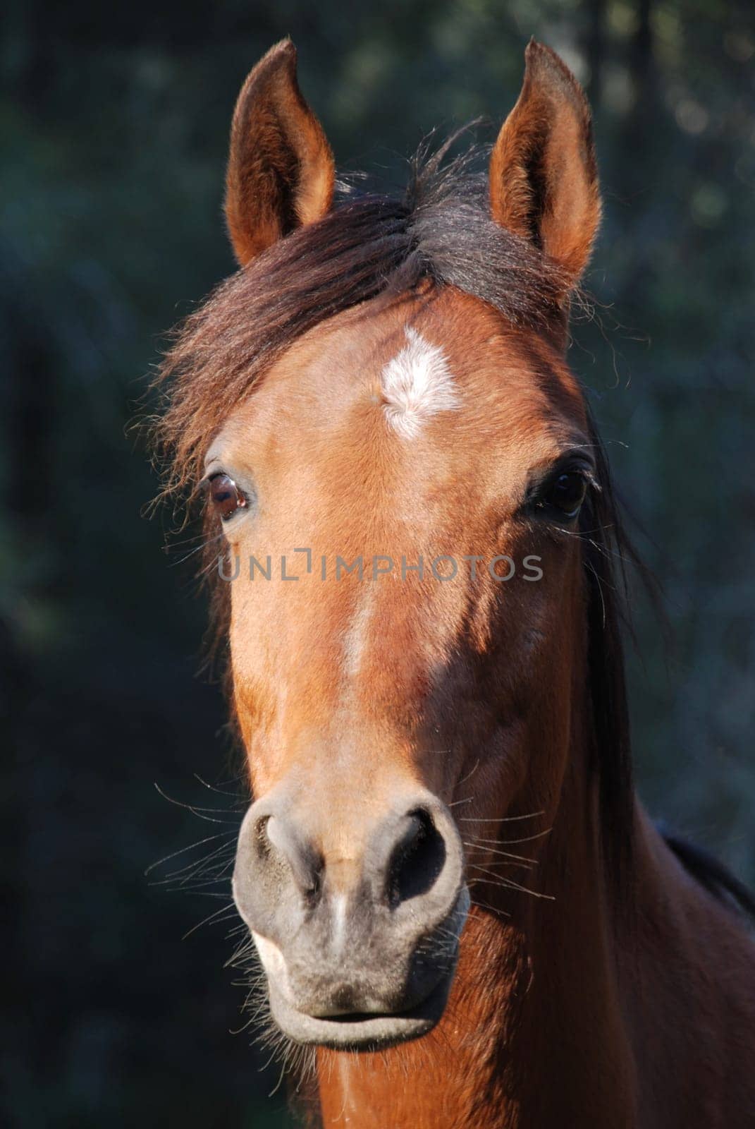 Portrait Bambi