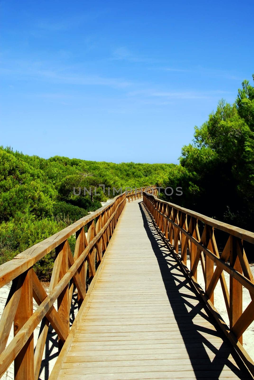 The dunes