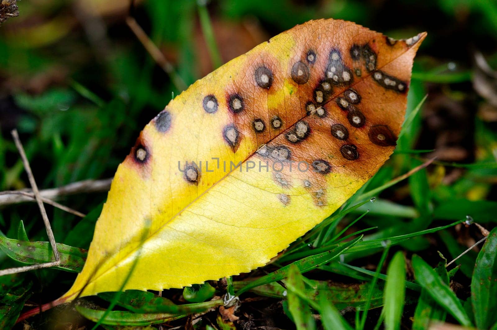 Leaf in autumnal colors - in the grass