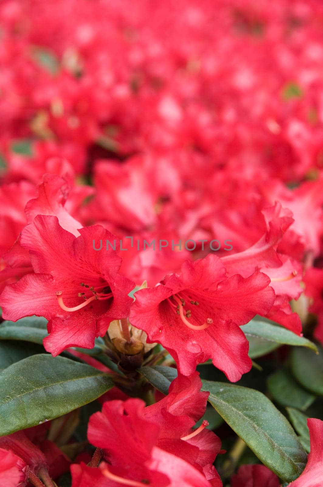 Close-up of a red-flowered rhododendron with gradient from sharp in the foreground to blurred in the background