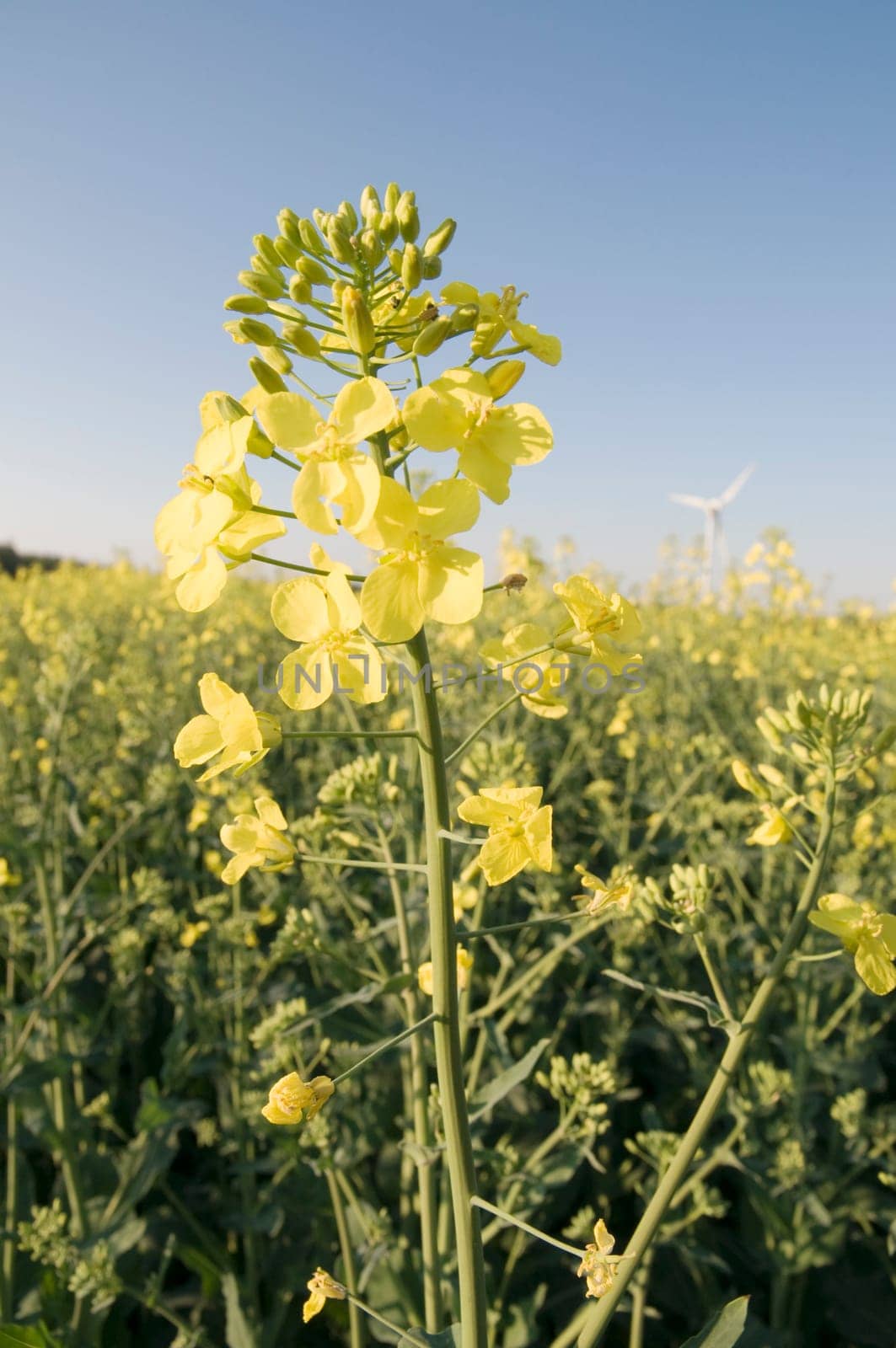 Close-up of the inflorescence of a rapeseed plant in front of a blurred rapeseed field and wind turbine in the background  blue sky