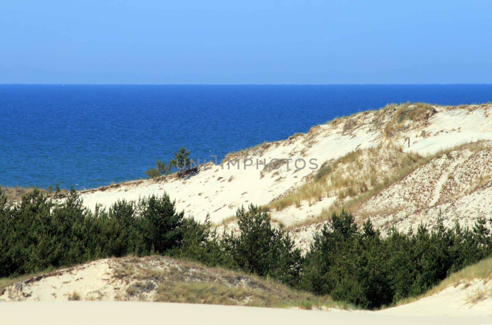Landscape with sand dunes, forest and the sea at leba - poland