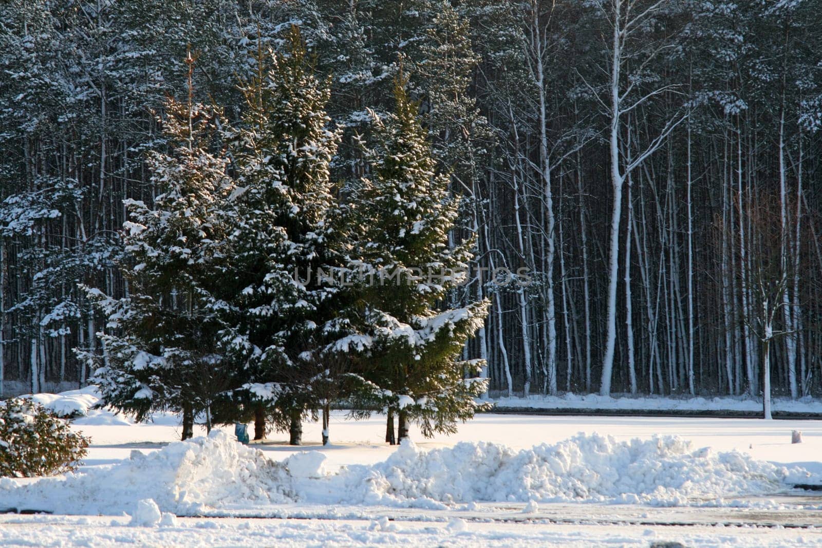 Group of pines covered with snow