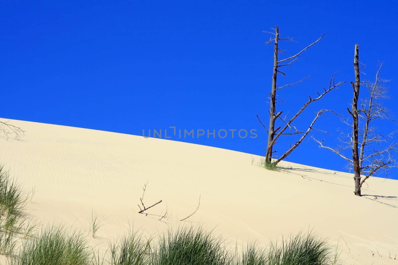 Grass and dead trees in sand dunes at leba - poland