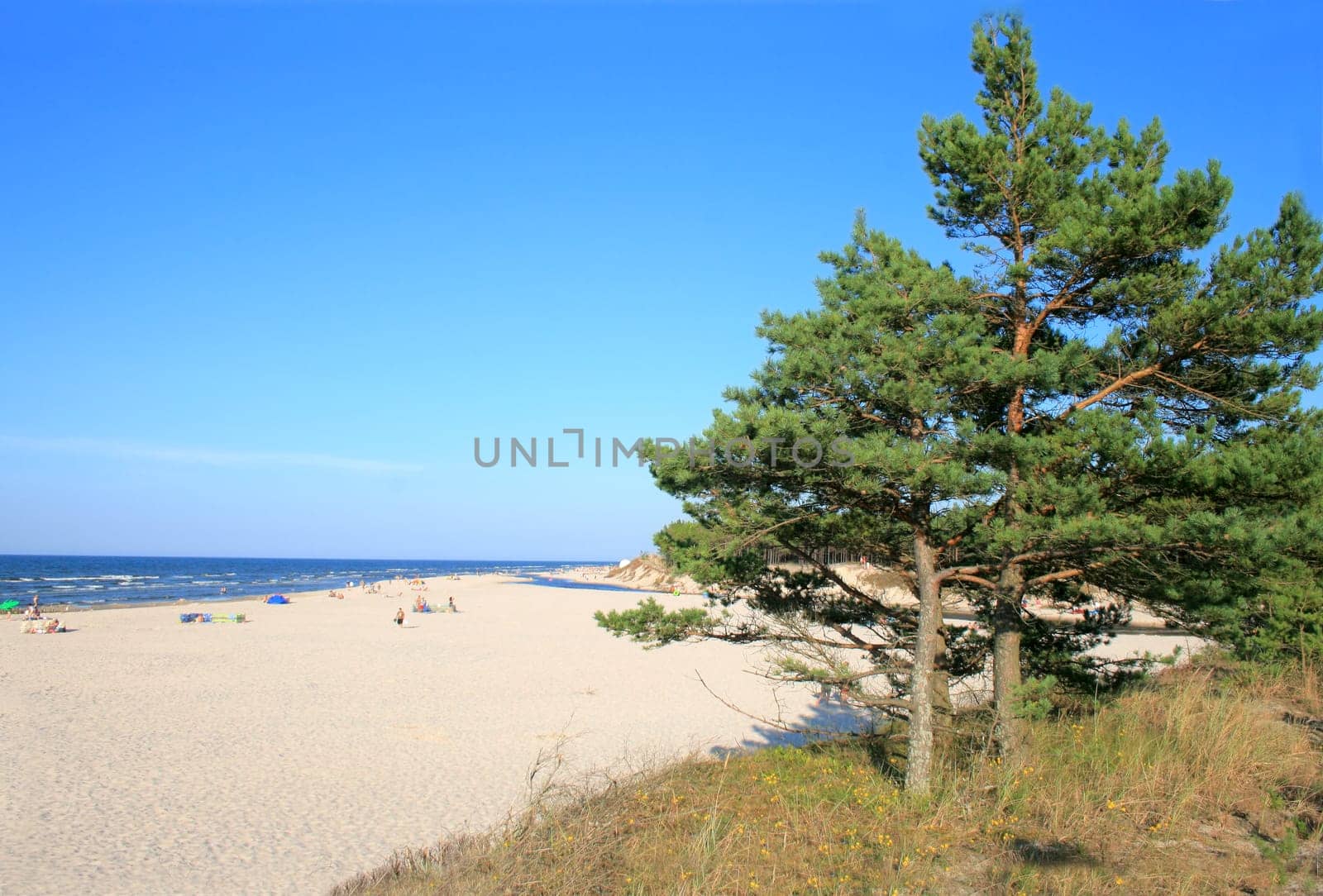 Landscape of the beach with a trees and ocean
