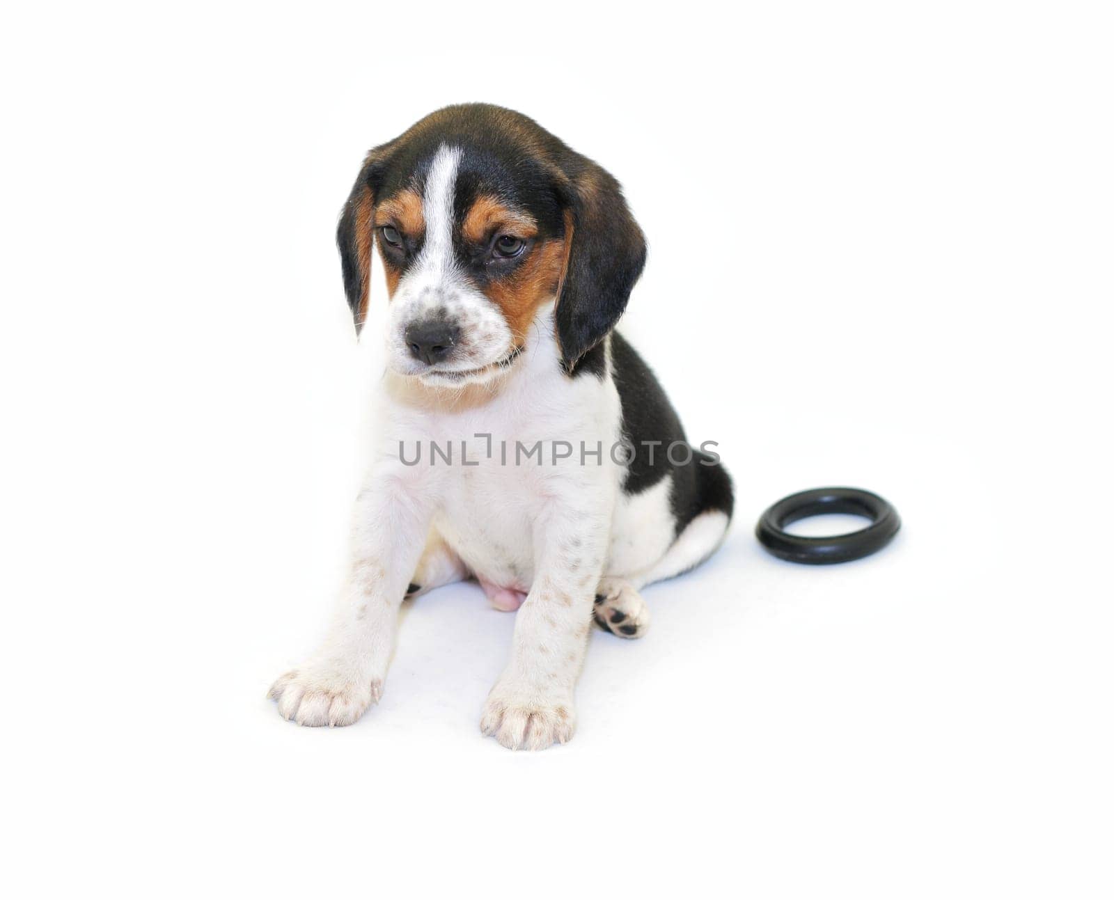 Cute tricolor beagle puppy sitting isolated over white background