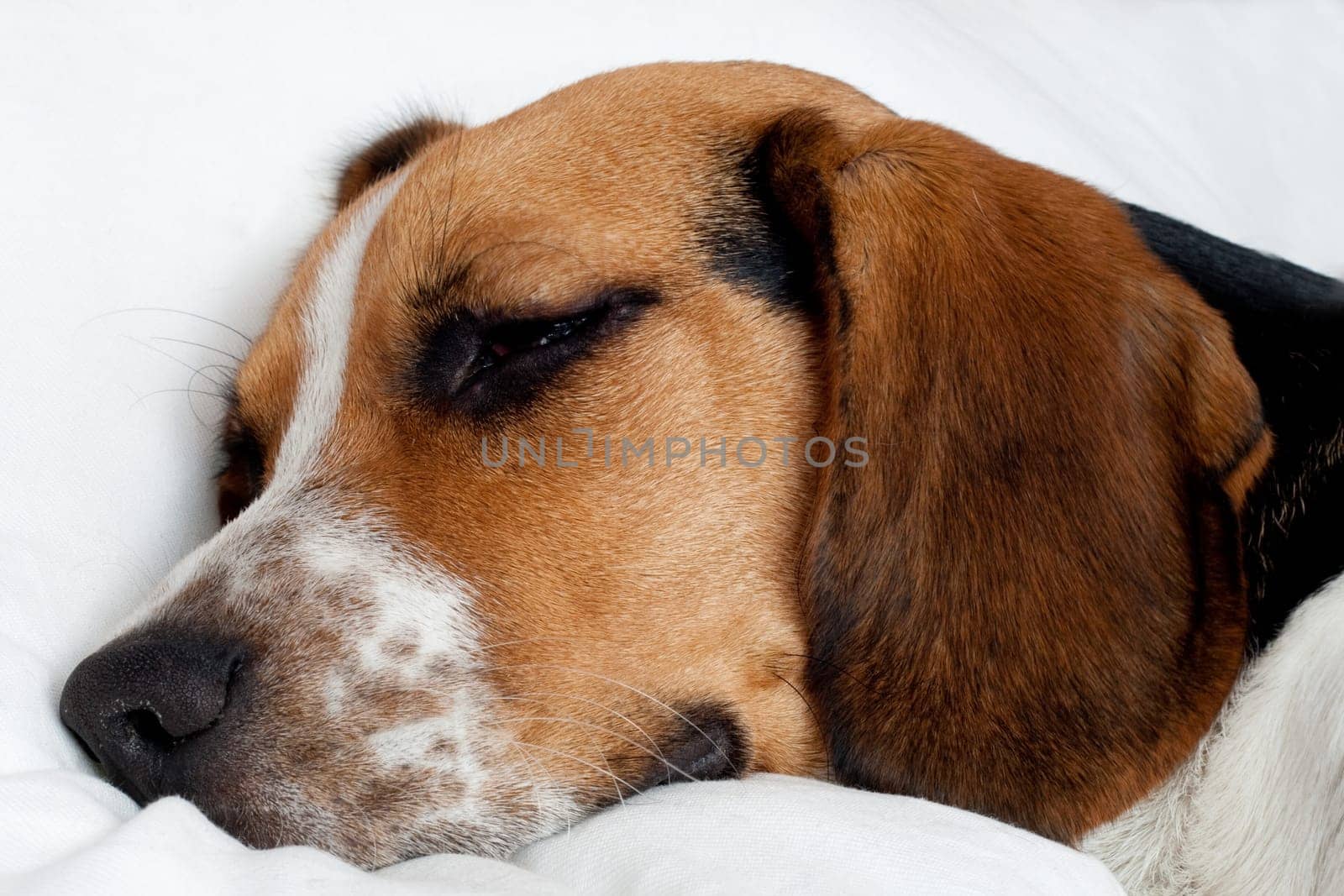 Cute tricolor beagle puppy sleeping on the white pillow